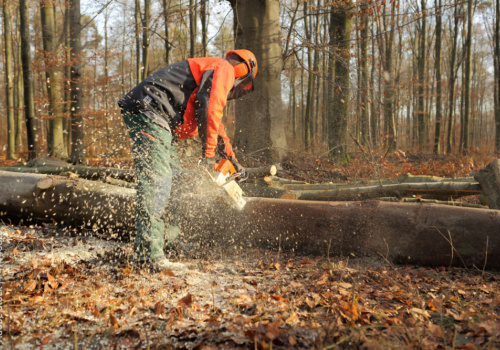 Bild von Arbeitern im Beruf Forstwart/in EFZ